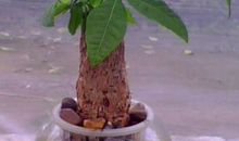 假如我是摇钱树