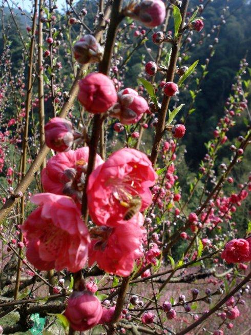 鲜花，三月开放