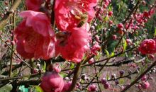 花，开放在三月