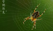 蜘蛛捕食