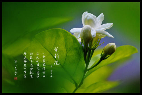 美丽的茉莉花