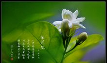 美丽的茉莉花