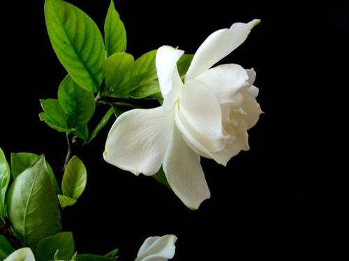 美丽的garden子
