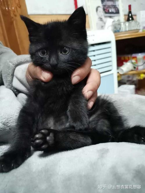 我的小黑猫