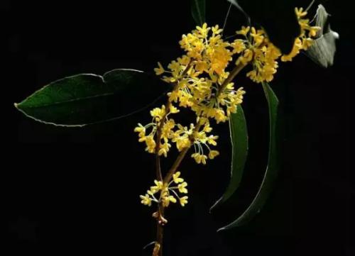 我喜欢你桂花