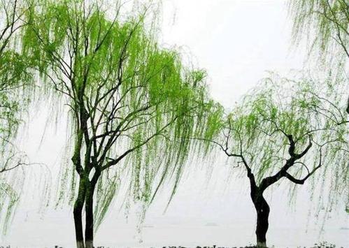 与刘扬交谈
