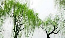 和杨柳说说心里话