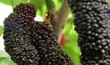 童年记趣——偷桑果_650字