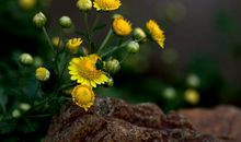 我读懂了野菊花