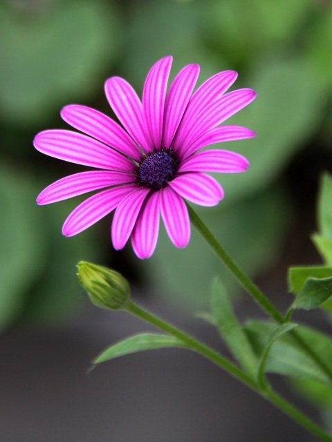六月花开