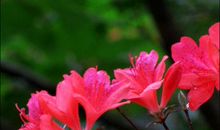 那红艳艳的映山红