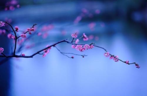 梅花青雪