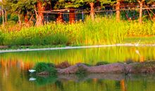 美丽的湿地公园