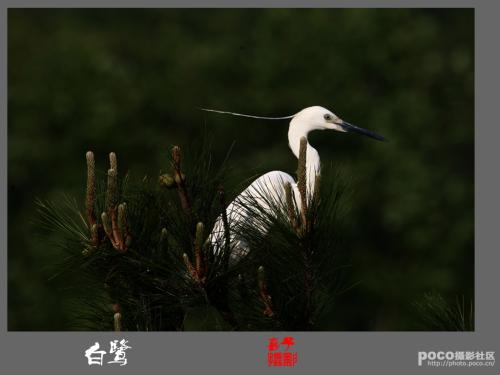 白鹭改写成解释性文字