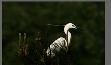 白鹭改写成说明文