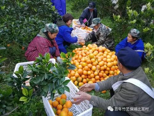 我爱家乡的橘子