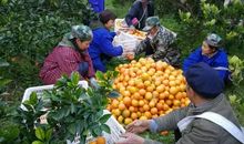 我爱故乡的橘子