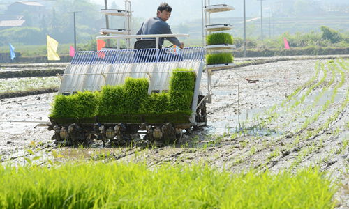 种植幼苗