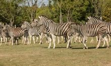 畅游野生动物园