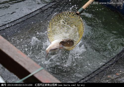 鱼