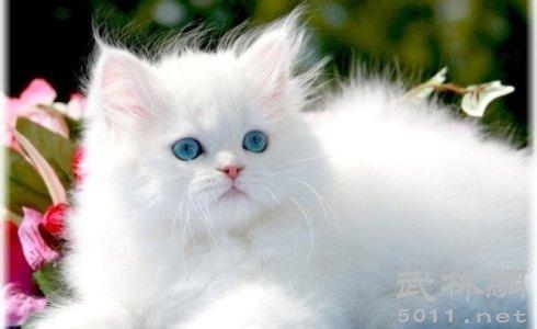 可爱的波斯猫