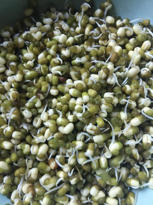 绿豆芽观察日记