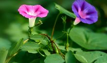 牵牛花我向你致敬