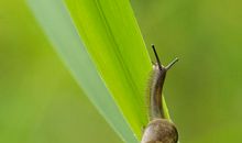 一只蜗牛的幸福旅行