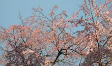 春天，毕竟是春天