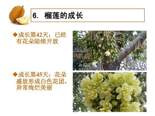 榴莲描述简介