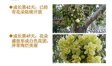 介绍榴莲说明文