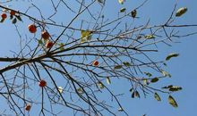 枝头的那一抹粉红