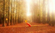 落叶是疲倦的蝴蝶