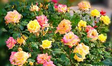 此时此刻，月季花开