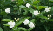 绽放的茉莉花
