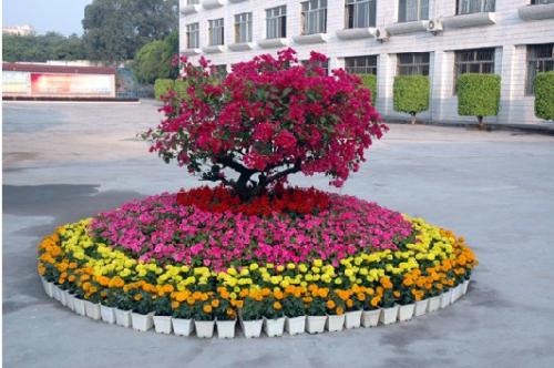 校园花坛