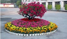 校园里的花坛