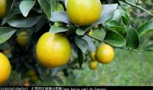 我家门前的橙子树