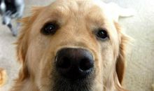 别人家的狗vs咱家的狗