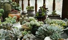 我喜欢的多肉植物