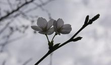 思念化蝶蹁跹起舞