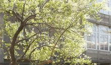 阳光洒在校园里