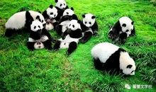 我最喜欢的大熊猫