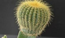 我要像仙人掌一样坚强