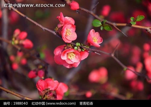 那朵盛开的李子