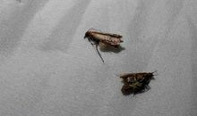 像飞蛾一样生存