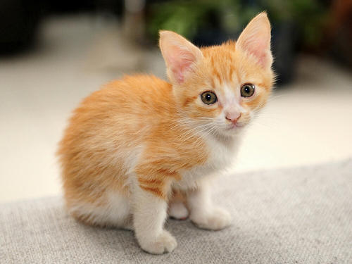 顽皮的小猫
