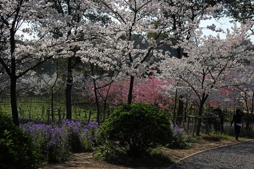 樱花花园之旅