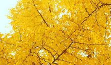 校园里的银杏树