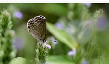 一只蝴蝶的自述